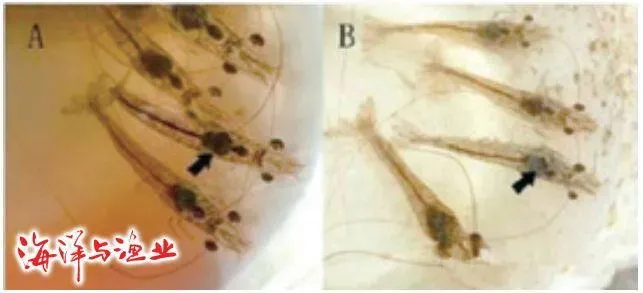 南美白对虾养殖日常管理要关注“三不”：不起蓝藻不倒藻不浮头