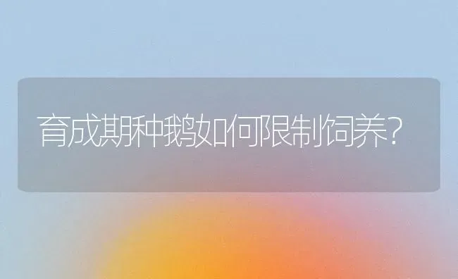 育成期种鹅如何限制饲养？ | 家禽养殖
