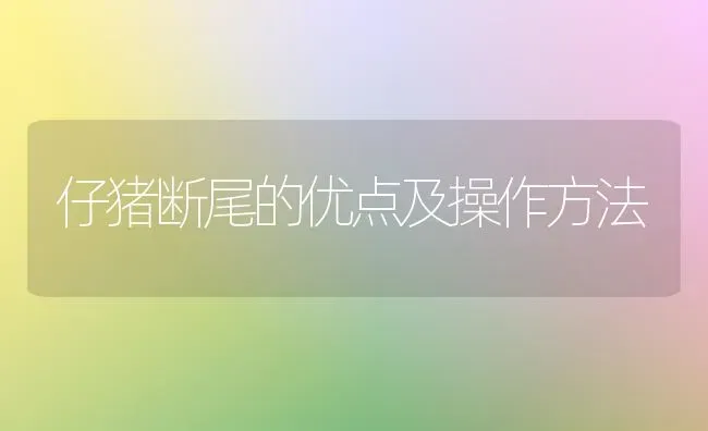 仔猪断尾的优点及操作方法 | 家畜养殖