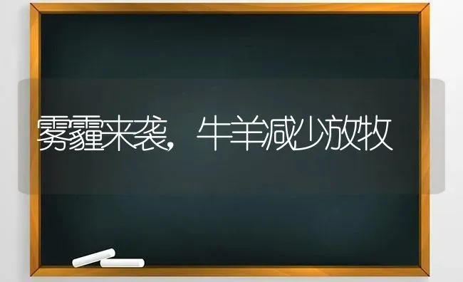 雾霾来袭，牛羊减少放牧 | 家畜养殖