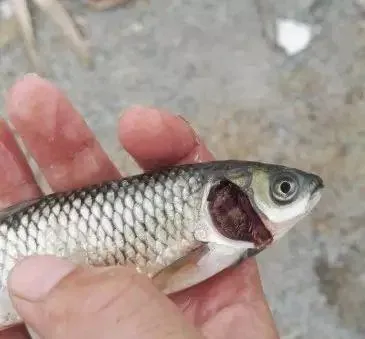 亚硝酸盐偏高导致鲫鱼草鱼突死，这样的池塘如何调水？