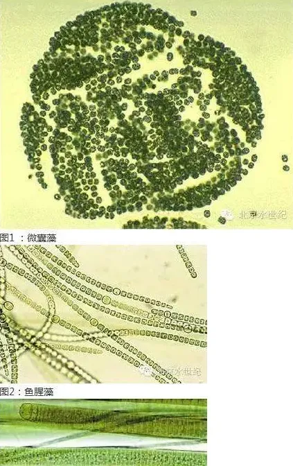 河蟹池塘里的蓝藻为什么很难处理