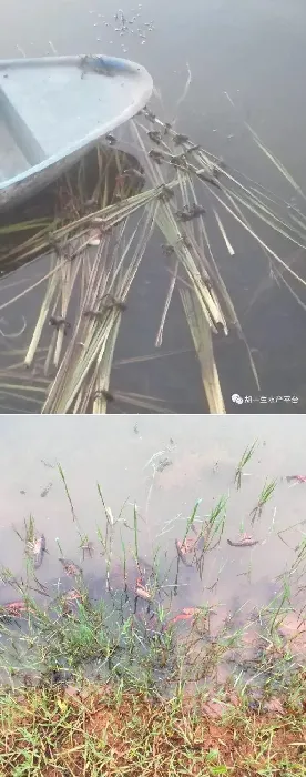 梅雨将至，梅雨季节将成为压垮小龙虾的最后一根稻草？
