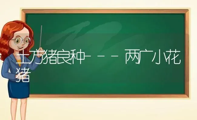 土方猪良种---两广小花猪 | 家畜养殖