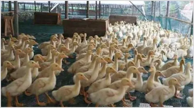 鸭坦布苏病毒病的症状有哪些？怎么治疗？ | 养殖疾病大全