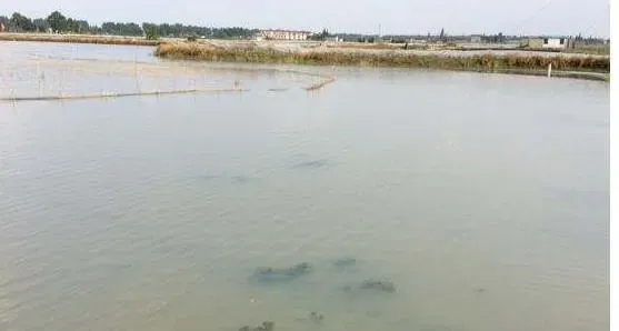 池塘水浑浊不是什么大毛病，但处理不好就可能“暴雷”，这个处理方案你一定要了解
