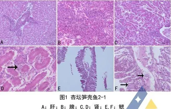 [每周一例]笋壳鱼感染虹彩病毒，暴雨后大量死亡