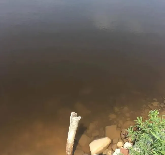【海参专题】高温来临，养殖海参你准备好了吗？