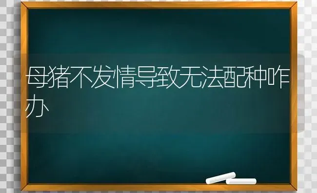 母猪不发情导致无法配种咋办 | 家畜养殖