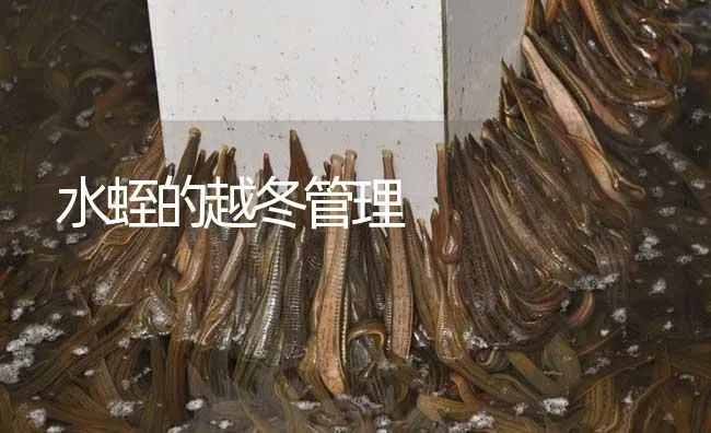 水蛭的越冬管理 | 特种养殖