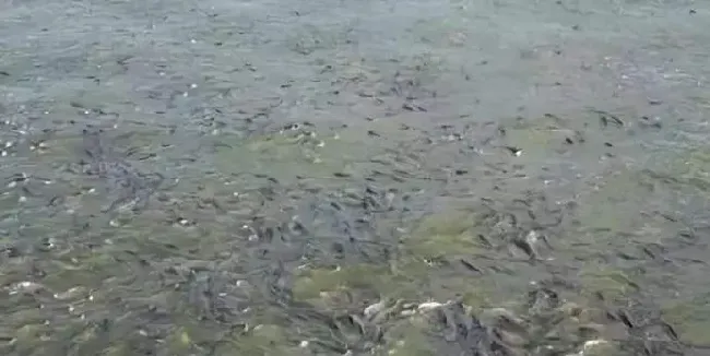 池塘水浑浊不是什么大毛病，但处理不好就可能“暴雷”，这个处理方案你一定要了解