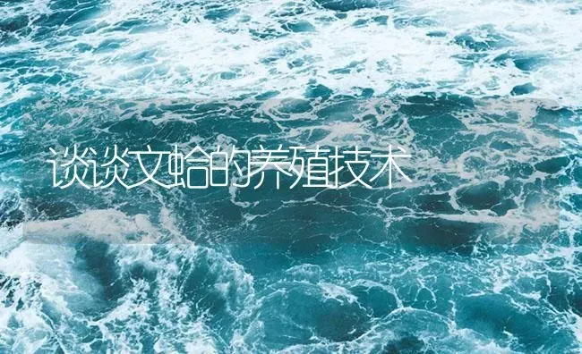 谈谈文蛤的养殖技术 | 海水养殖