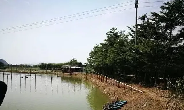 深秋后对虾养殖户如何应对早晚温差大造成的应激性耗底？