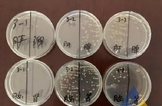 [每周一例]连续应激后美国红鱼发生真鲷虹彩病毒病