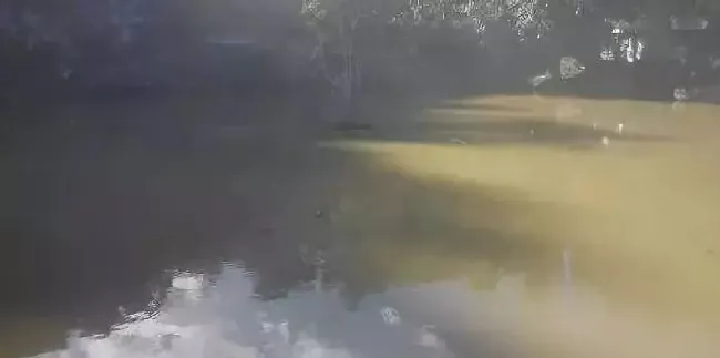 池塘水浑浊不是什么大毛病，但处理不好就可能“暴雷”，这个处理方案你一定要了解