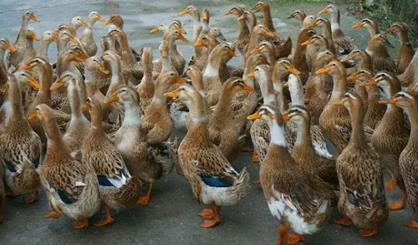 鸭坦布苏病毒病的症状有哪些？怎么治疗？ | 养殖疾病大全