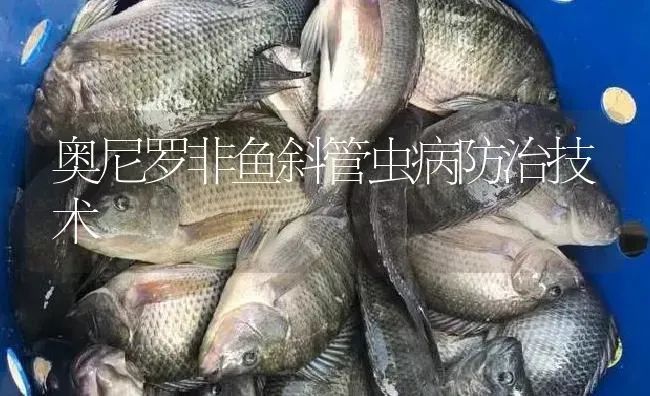 奥尼罗非鱼斜管虫病防治技术 | 淡水养殖