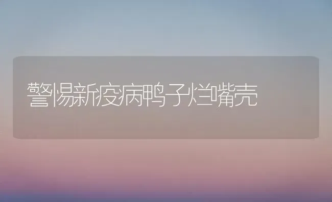 警惕新疫病鸭子烂嘴壳 | 家禽养殖