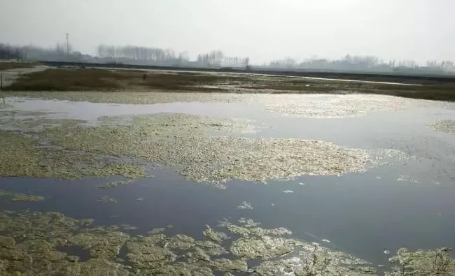 何工聊虾之当前青苔的处理思路