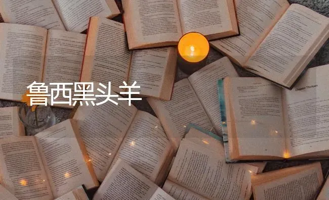 鲁西黑头羊 | 家畜养殖