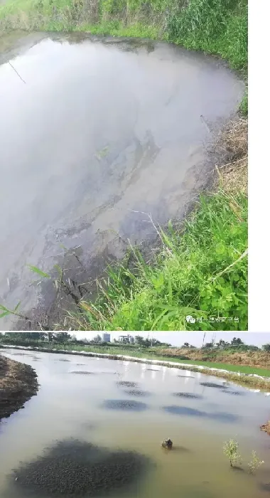 梅雨将至，梅雨季节将成为压垮小龙虾的最后一根稻草？