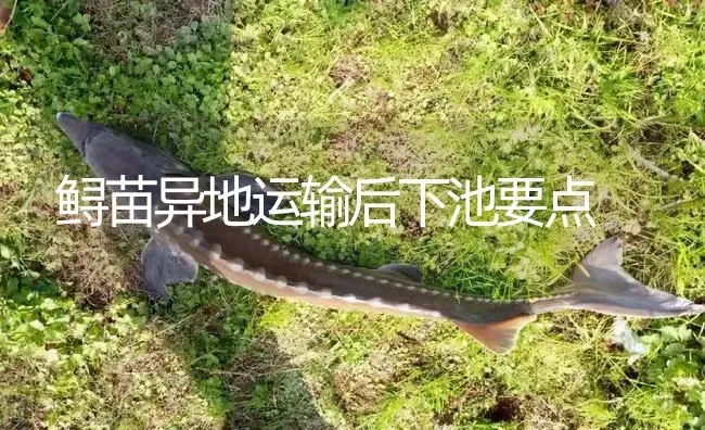 鲟苗异地运输后下池要点 | 淡水养殖