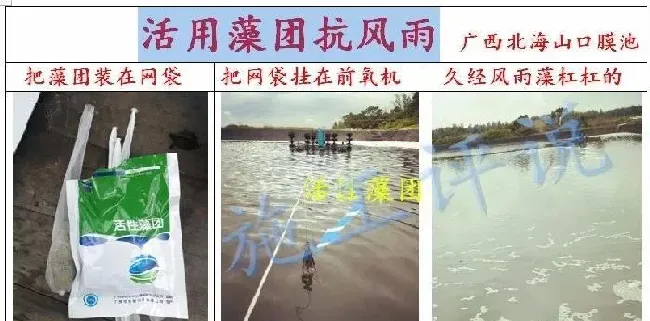 夏季高温季节池塘下风口为什么会看到一些小泡泡，有什么危害？
