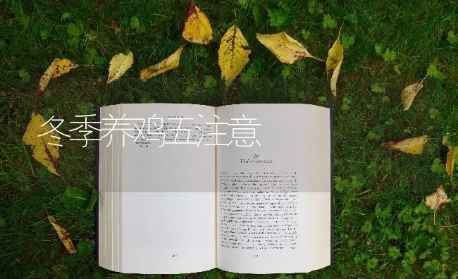 冬季养鸡五注意 | 家禽养殖
