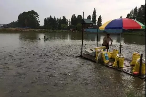 水产良种乌斑杂交鳢及其养殖技术