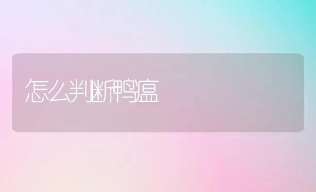 怎么判断鸭瘟 | 家禽养殖