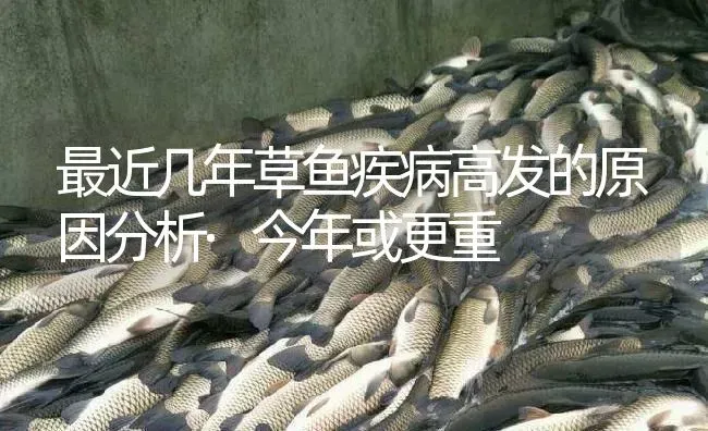 最近几年草鱼疾病高发的原因分析·今年或更重 | 淡水养殖