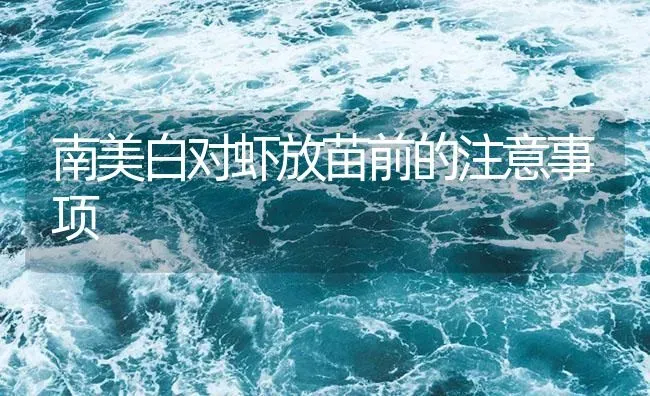 南美白对虾放苗前的注意事项 | 海水养殖