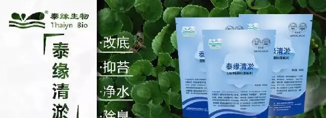 池塘水浑浊不是什么大毛病，但处理不好就可能“暴雷”，这个处理方案你一定要了解