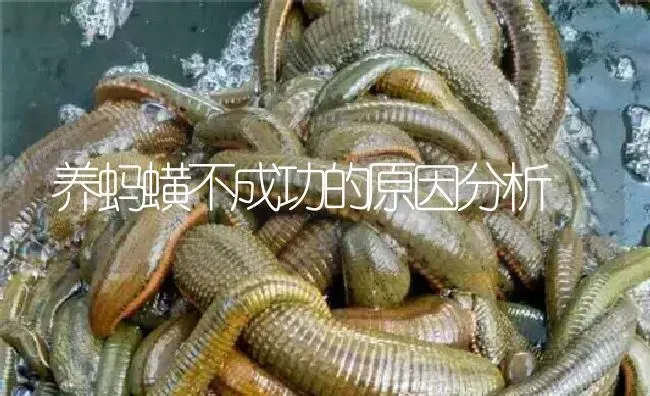 养蚂蟥不成功的原因分析 | 特种养殖