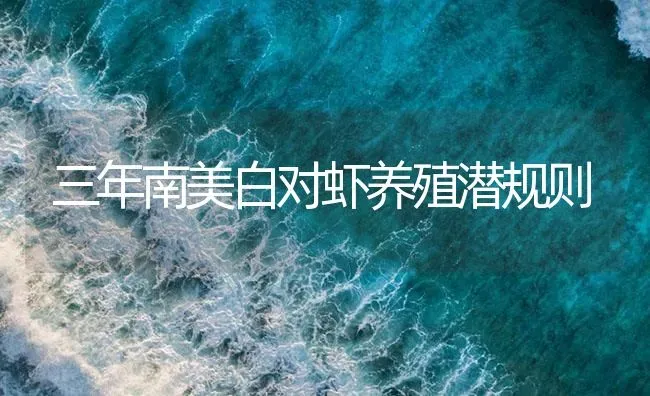 三年南美白对虾养殖潜规则 | 海水养殖