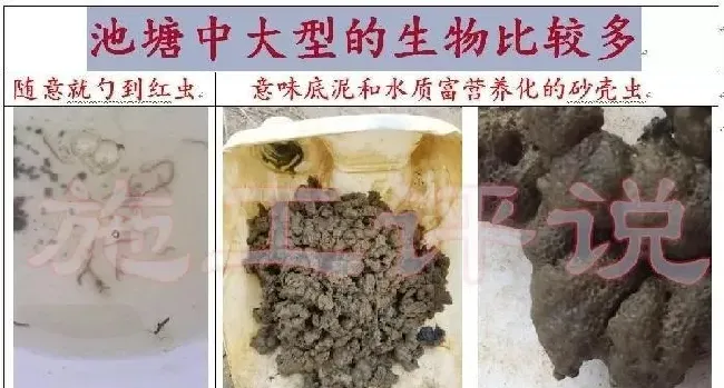 品种没变，环境已大变样！旧的养殖习惯，是否需要与时俱进？