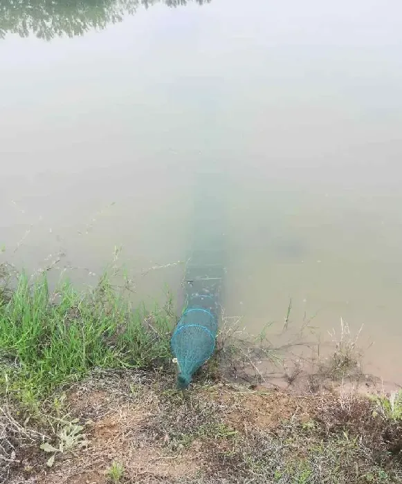 梅雨将至，梅雨季节将成为压垮小龙虾的最后一根稻草？