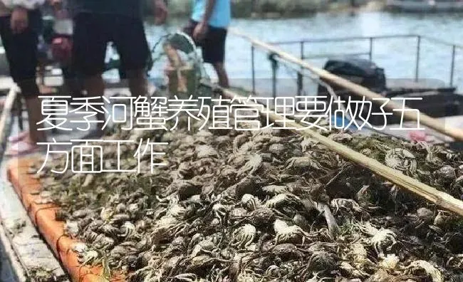 夏季河蟹养殖管理要做好五方面工作 | 淡水养殖