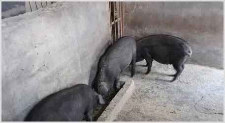 槐猪养殖技术与注意事项解读 | 动物饲养方法