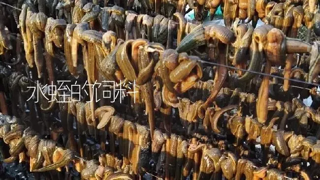 水蛭的饲料 | 特种养殖