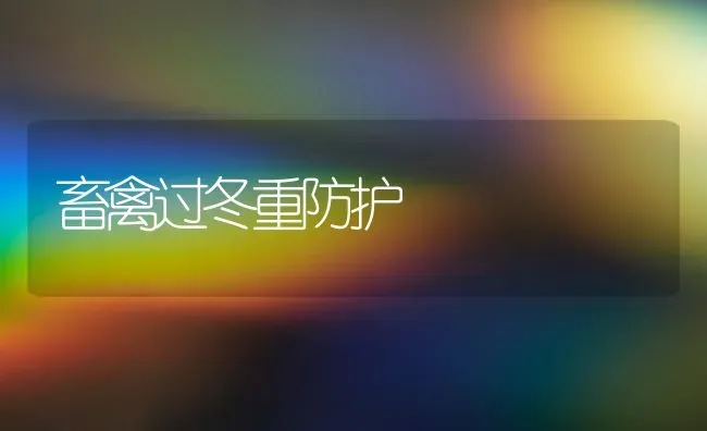 畜禽过冬重防护 | 家禽养殖