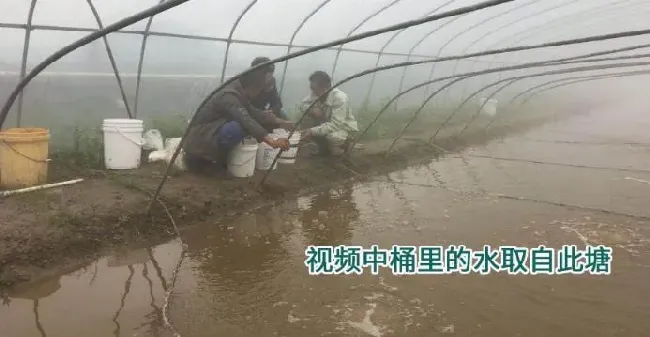 池塘水浑浊不是什么大毛病，但处理不好就可能“暴雷”，这个处理方案你一定要了解