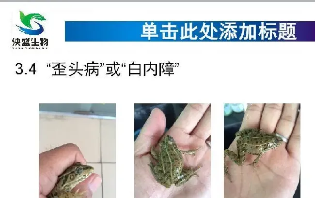 这几类蛙常见的黑斑蛙病害，你知道吗？