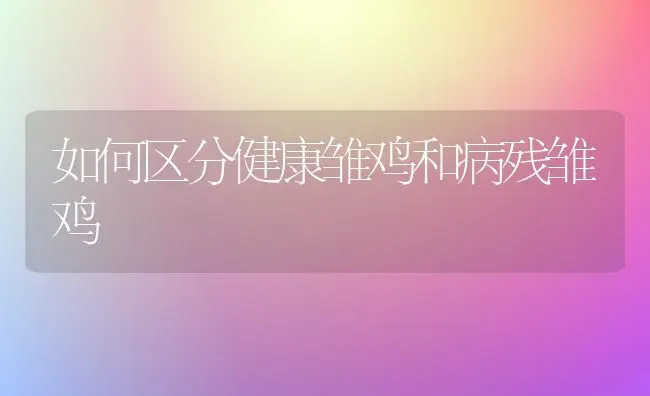 如何区分健康雏鸡和病残雏鸡 | 家禽养殖