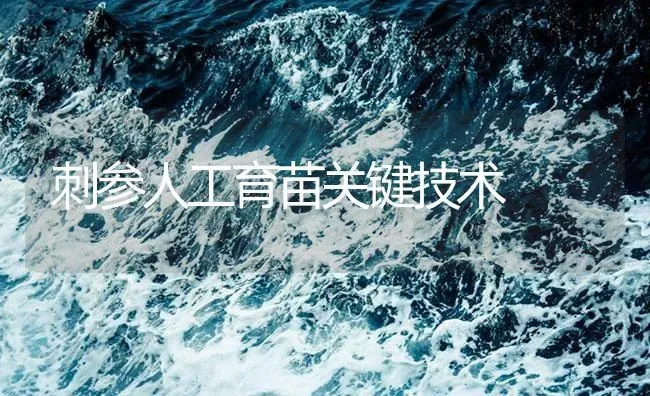 刺参人工育苗关键技术 | 海水养殖