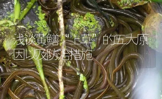 浅谈黄鳝“上草”的五大原因以及防治措施 | 淡水养殖