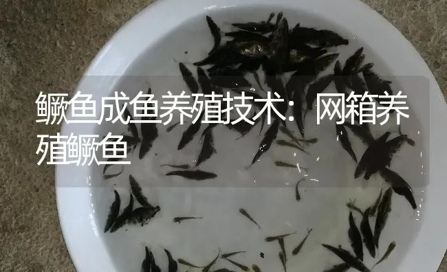 鳜鱼成鱼养殖技术：网箱养殖鳜鱼 | 淡水养殖