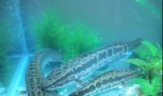水产良种乌斑杂交鳢及其养殖技术