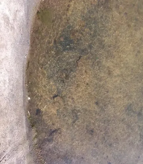 海参塘黑底烂草问题处理方案