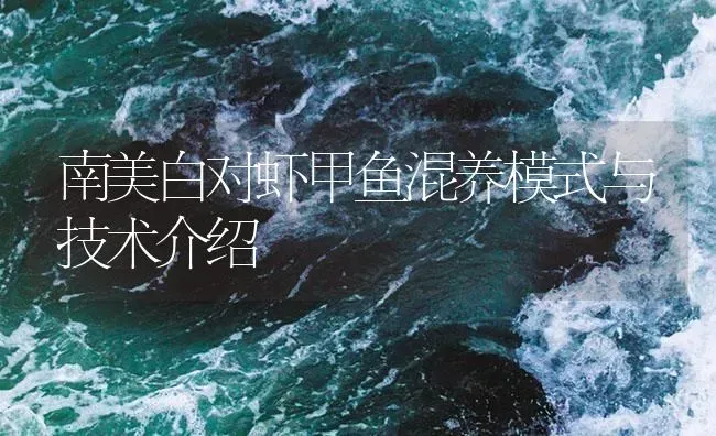 南美白对虾甲鱼混养模式与技术介绍 | 海水养殖